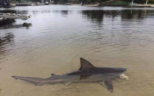 鲨鱼▲河里也有鲨鱼，鲨鱼不仅仅只在海里生活，网友：长见识了