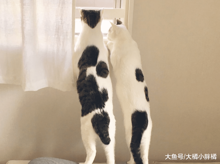 两只猫咪踮着脚看窗外，看到垫脚石时我笑了，这“仆人”当得还真不错