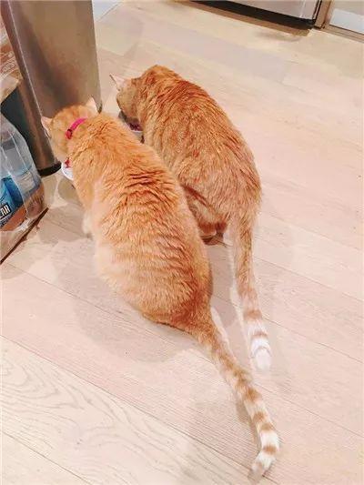 流浪小奶猫遇见了水手后, 开启了一段美妙的海上生活...