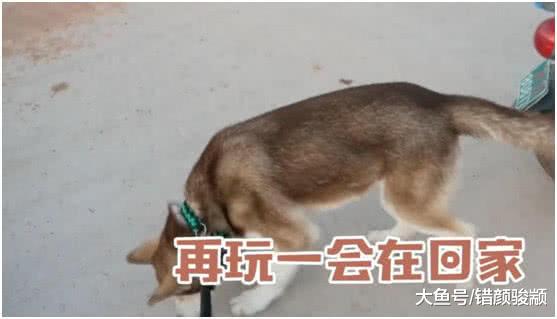 二哈贪玩不回家, 看主人如何出招, 再也不敢贪玩了