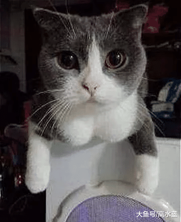 这只“胸肌”发达的猫咪火了：你们看什么看，不觉得自卑吗？