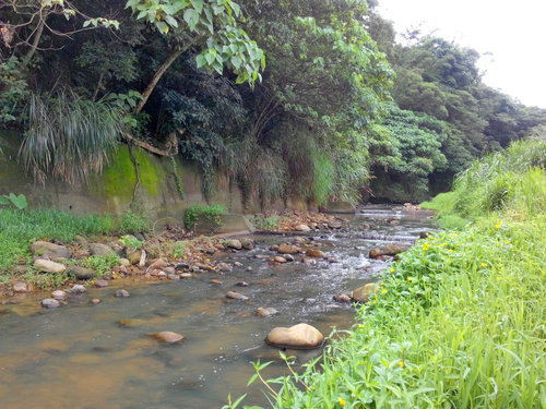 深山溪流钓，马口鱼连杆，偶遇“小青”被吓到