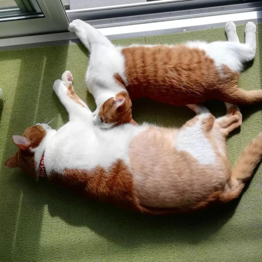 猫狗双全！家有柴犬和橘猫的这位铲屎官真是让人羡慕