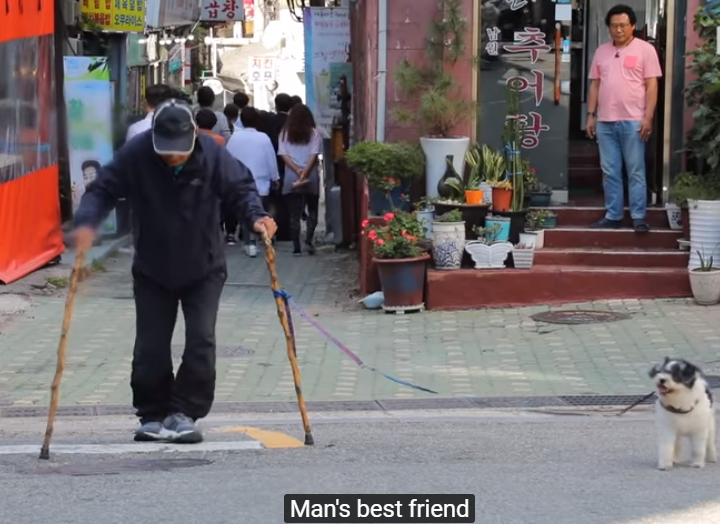 爷爷拄着拐杖带狗狗外出散步，狗狗在旁边慢慢的等着爷爷，看哭