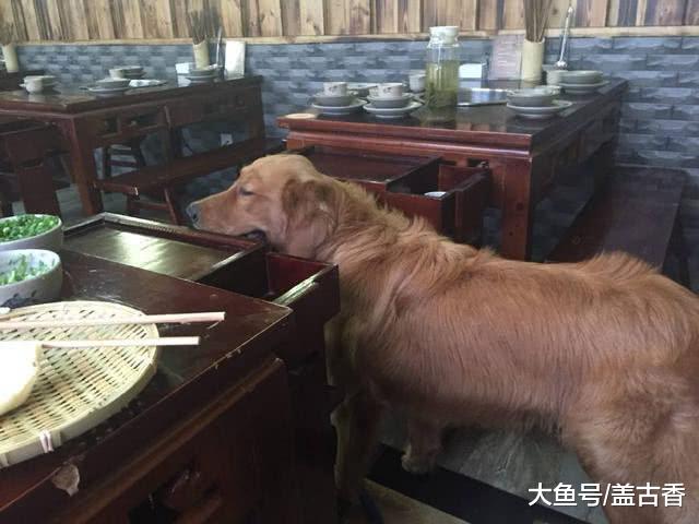 金毛每天不愿吃饭，带去医院检查却说很健康，原来是去“傍大款”了！