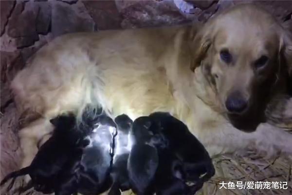 金毛意外懷孕生了8只小奶狗，結果卻全是黑色的，自由戀愛的代價