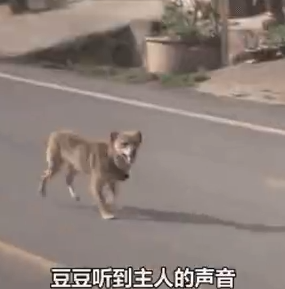 大火后流浪狗绝食等待主人出院, 主人出院后感动千万网友