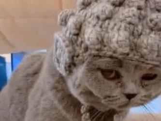 奶奶给猫咪织了一个小帽子, 猫咪却不高兴, 看到照片后明白了