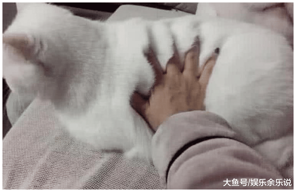 女子认为自家猫咪是虚胖，直接拍了一巴掌，拿起一看，傻眼了