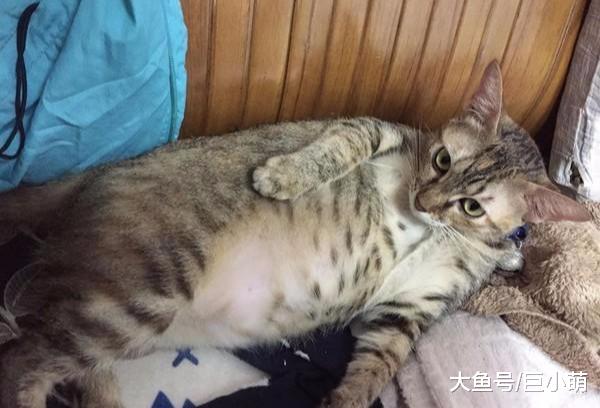 一条猫躺在单人木床上，一脸惬意地露出肚子，暗示主人快来撸