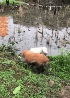 金毛和薩摩到農村放飛自我，跳進泥坑里不出來，狗：好嗨哦……