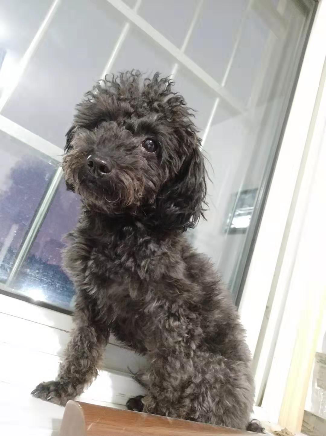 临沂市解放路永恒华府寻找泰迪墨菲