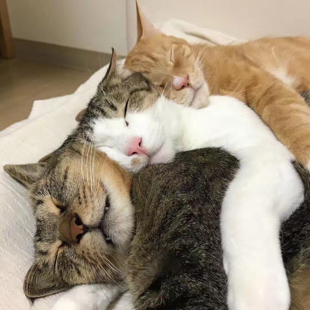 三只猫咪感情太好，连睡觉都要抱在一起！这模样要萌死人啊……