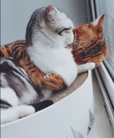 猫咪当着主人的面秀恩爱，老婆却不给面子，一巴掌过去让人笑喷了