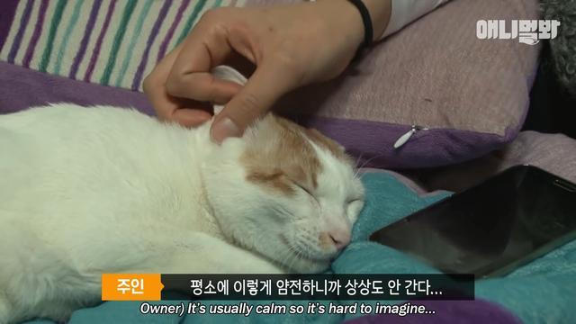 睡着了就会变成恶魔, 萌猫每晚抓伤主人, 只因它会做噩梦并且梦游