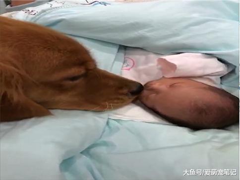 金毛第一次见到小主人, 好奇地用鼻子去记住这个味道, 举动好有爱