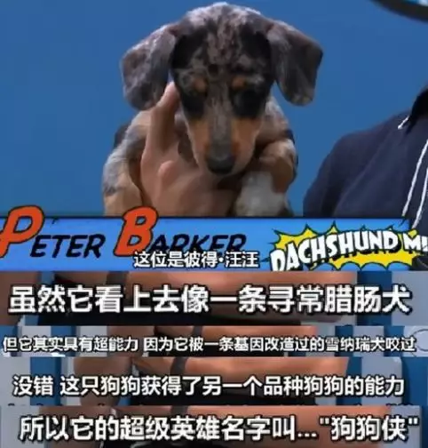 帮流浪狗找家领养代替购买，这样的明星，才应该叫偶像