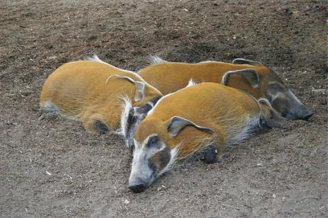 红河猪在非洲泛滥成灾, 过来中国, 一定不会发生这样的状况!