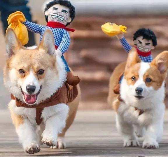 柯基犬的寿命很短, 做好这6点, 可以延长几年的寿命!