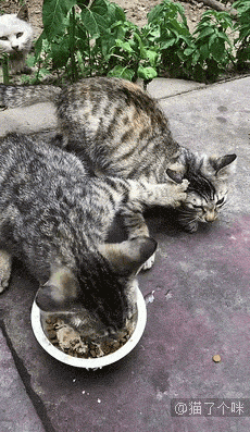 小奶猫来到沙滩上，顿时嗨了：好大的猫砂盆