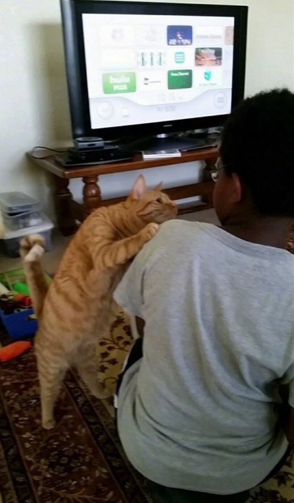 不管狗多大，都归猫管