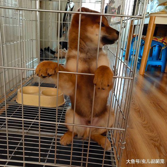 柴犬在笼子里“打坐”, 柴犬: 消除怒火, 早日出去!