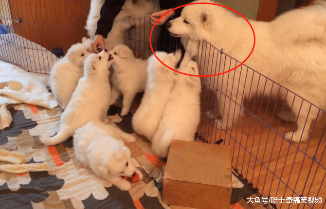 萨摩“夫妻”生了9只娃，奶狗才一个月大，狗妈不敢进窝了