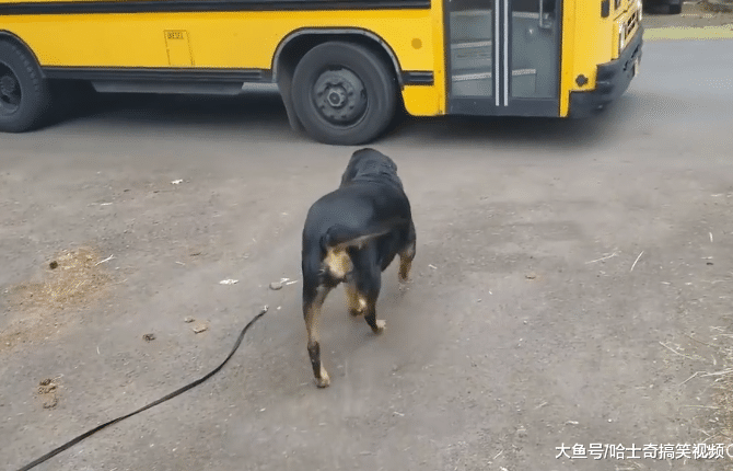 狗狗接小主人放学，车门刚打开就跳上去，狗：等你很久了