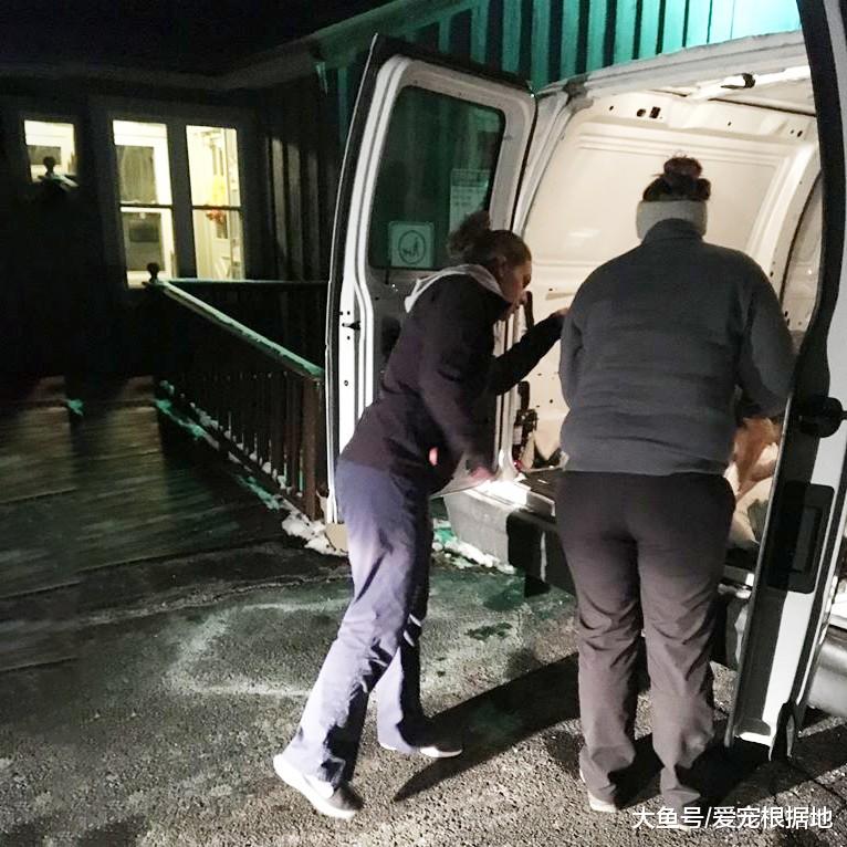 德牧前腿血肉模糊，主人置之不理，竟在狗胃里竟发现其断骨