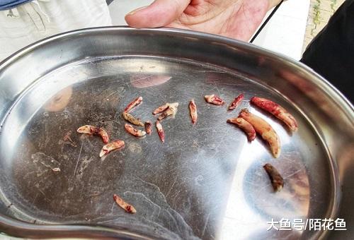 主人带爱犬洁牙，没想到被拔17颗牙齿！主人怒斥黑心医院......