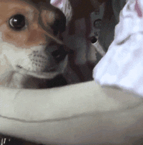 感动! 善待动物自然会有回报, 狗狗受伤依然坚持等待主人回家!