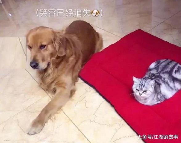 貓咪強占金毛的狗墊，狗子：主人你管管你這個小霸王啊！
