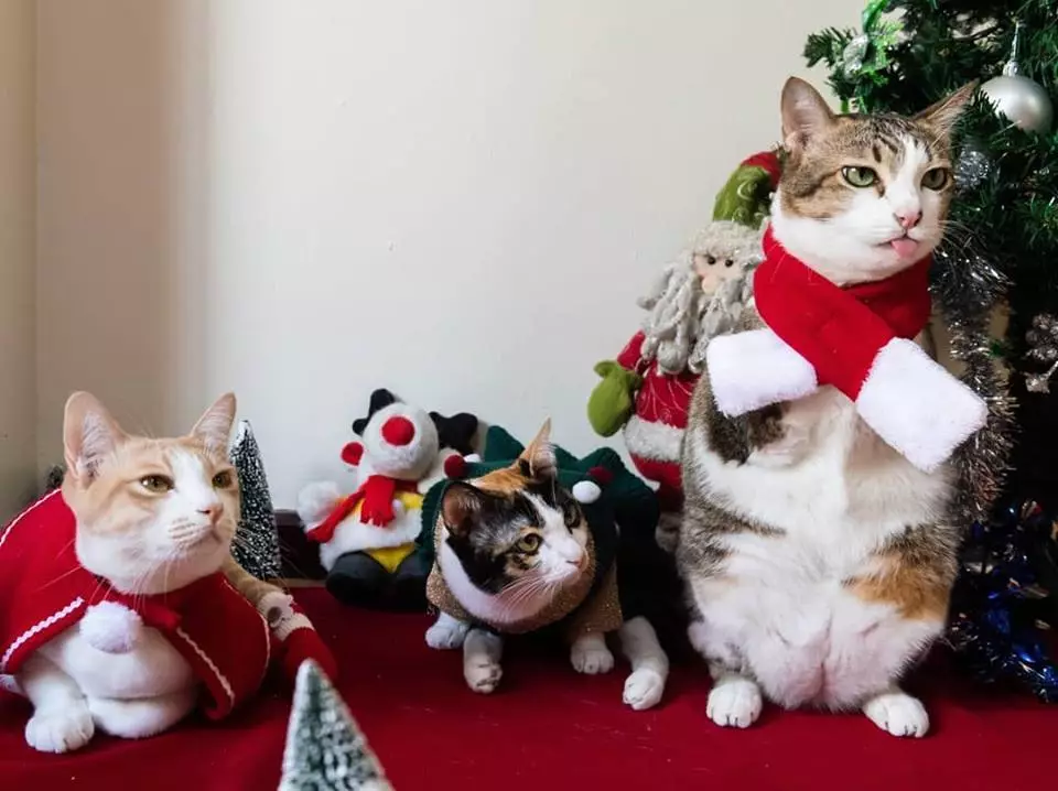 励志喵生吸粉14万人！生活不易，你却还没有一只猫努力！