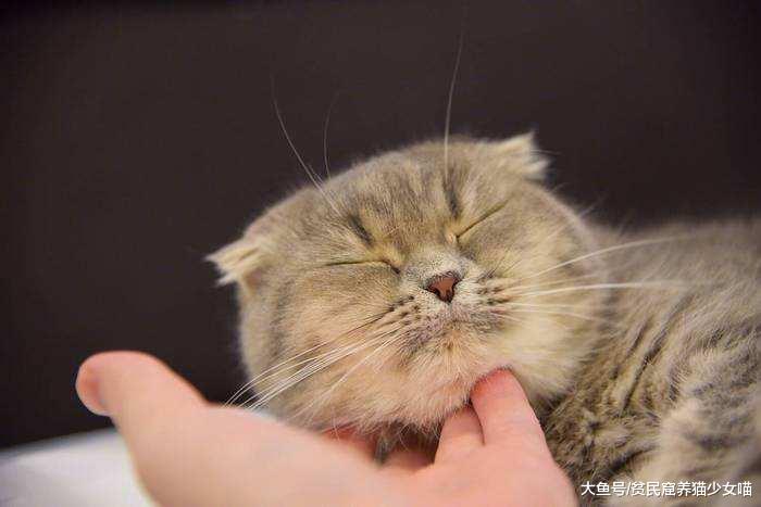 问：青春痘长在哪里你最担心？答：长在猫咪的下巴上我最担心