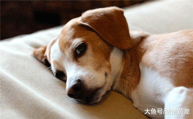 狗狗無聊時會有5種表現，寵主別理解錯了，要多陪陪它們