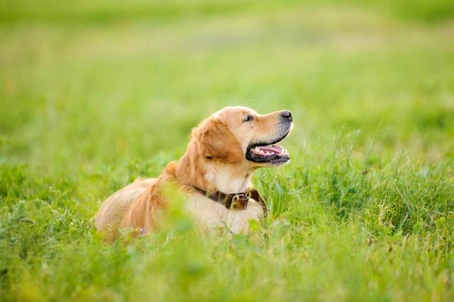 狗狗什么时候才算真正成熟？一看牙齿二看骨骼，我家狗狗初长成