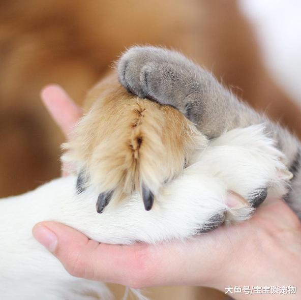 两只狗和一只猫咪的生活日常，猫都快被狗给宠坏了