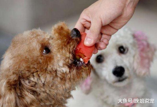 ??原来在冬季这些行为, 会威胁到爱犬们的健康, 大家要科学养狗