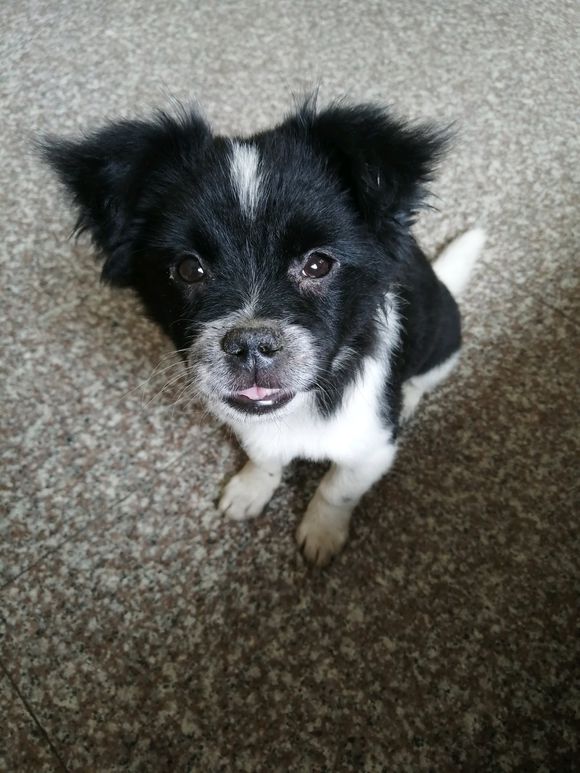 女孩把流浪狗送人后，谁知两天后狗狗又流落街头，那一刻她很自责