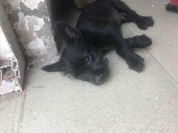 土狗旺旺，下輩子別再做土狗了！