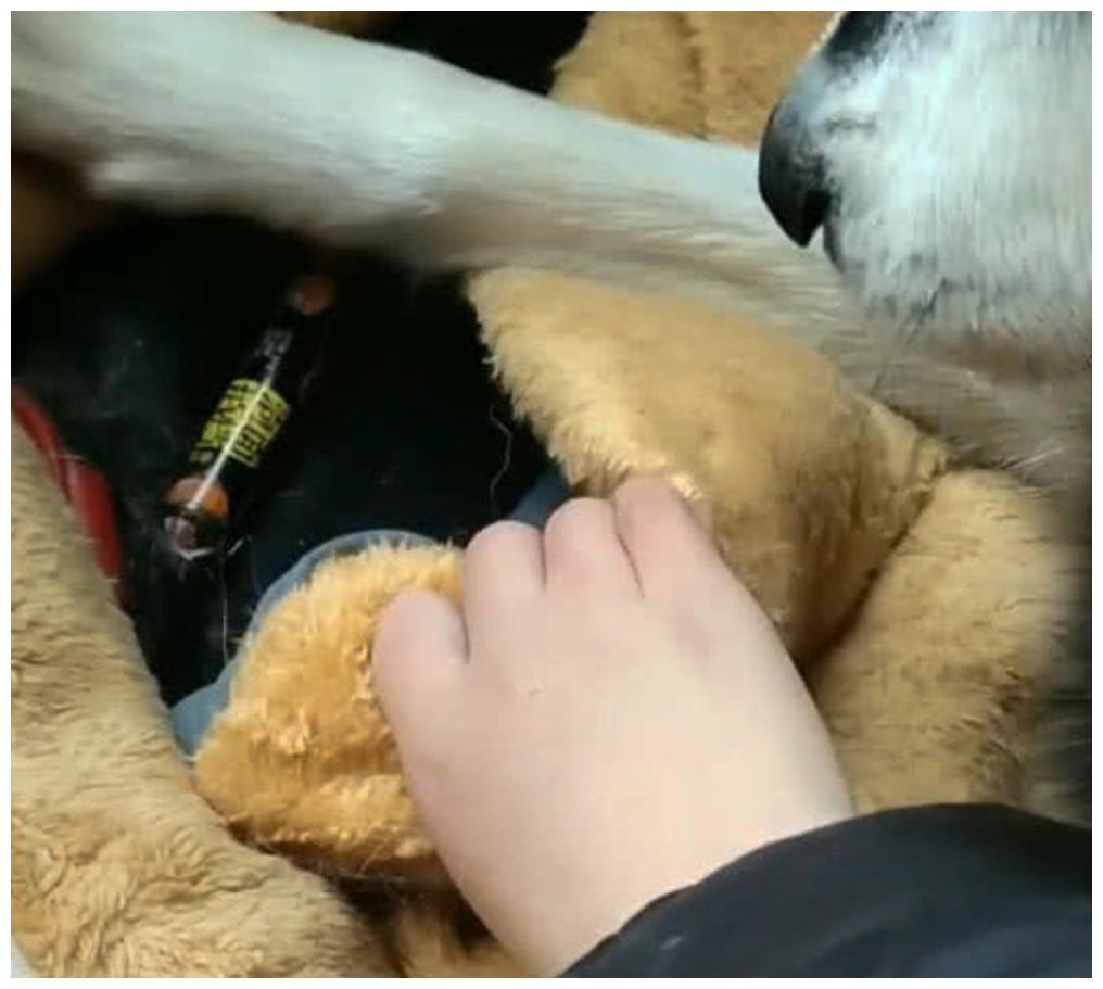 狗狗周末意外宅在狗窝, 主人严查缘由笑喷: 它在保护“私有财产”