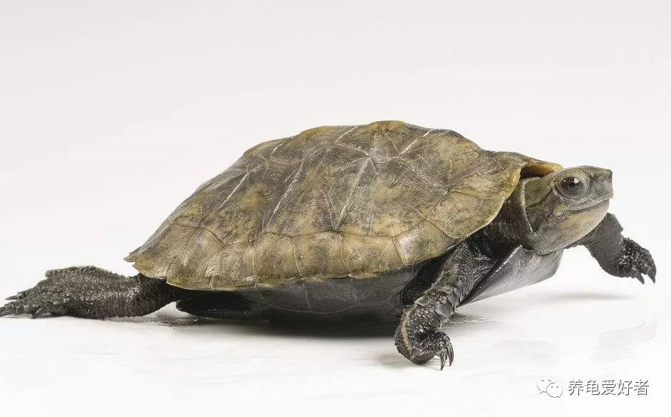 是不是很想知道你的龟为什么会腐甲？
