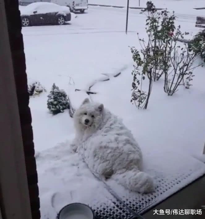 狗狗犯错，将它丢到雪里反省，当打开门时，主人直接崩溃了！