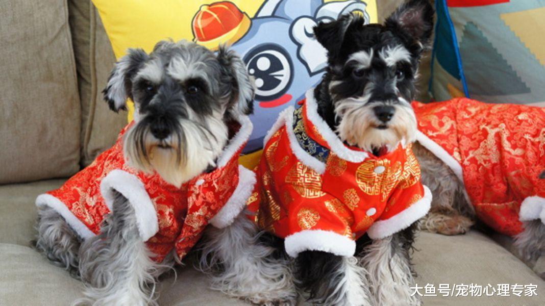 帶狗狗作揖拜年很有趣？別再訓練狗狗直立行走了，可愛最終變傷害