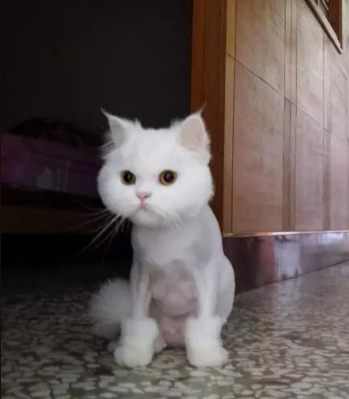 猫咪掉毛量太大，铲屎官给收集起来，做成毛球还做成“帽子”