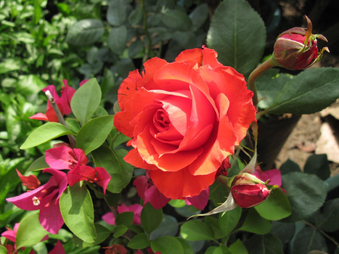 如何春剪月季花，这里知道方法，快来看看吧