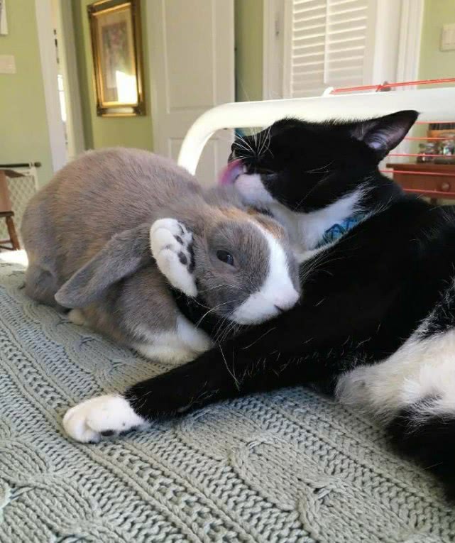 兔子被猫咪一把抱住，吓得当场呆住，可爱模样笑喷主人