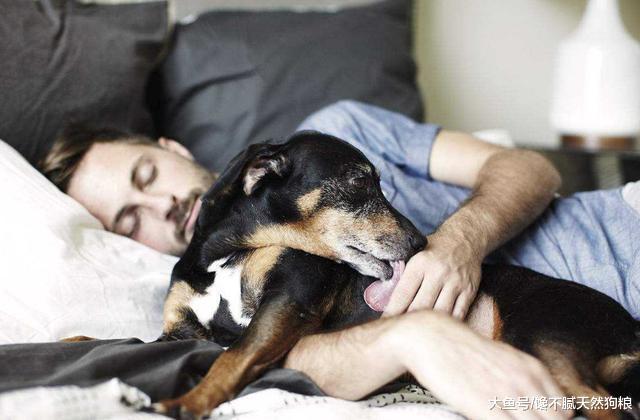 狗狗总是喜欢粘着你睡觉? 别以为只是喜欢你, 还有这5个原因!