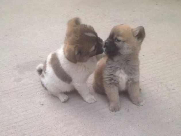 主人抡起棍子准备打小土狗，小土狗马上跪地求饶！让人哭笑不得