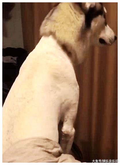 女子工作忙，让男友带二哈去剪毛，下班回去一看，肠子都悔青了